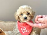 Anne Baba Orjinal Maltipoo Bebekler