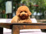 Sevimli Toy Poodle Yavrular