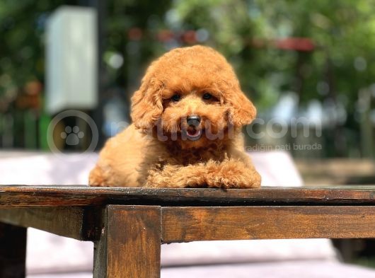 Sevimli Toy Poodle Yavrular görsel