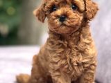 Toy Poodle Yavrular
