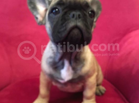 B Scr Li Fransız Bulldoglar görsel