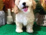 Muhteşem Kali̇tede Toy Poodle Yavrulari