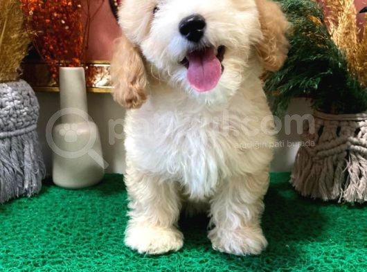 Muhteşem Kali̇tede Toy Poodle Yavrulari görsel
