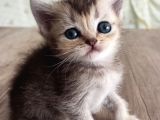 Si̇lver Golden Bluepoi̇nt Lynx Yavrular Bri̇ti̇sh Schotti̇sh