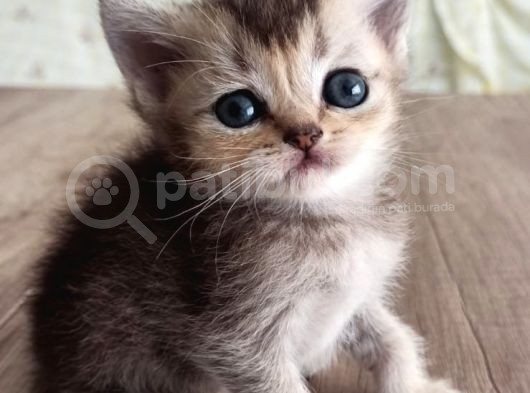 Si̇lver Golden Bluepoi̇nt Lynx Yavrular Bri̇ti̇sh Schotti̇sh görsel
