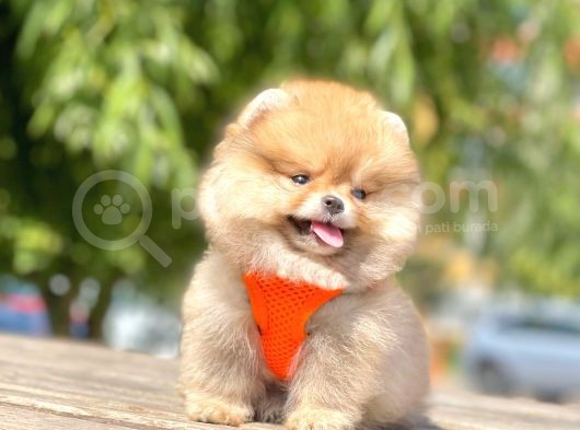 Teddy Face Pomeranian Boo Yavrularimiz görsel