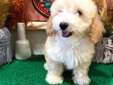 Muhteşem Kali̇tede Toy Poodle Yavrulari