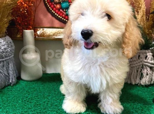 Muhteşem Kali̇tede Toy Poodle Yavrulari görsel