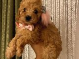 Balkiizz Toypoodle Bebi̇şi̇mi̇z