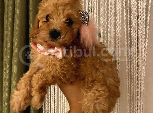 Balkiizz Toypoodle Bebi̇şi̇mi̇z görsel