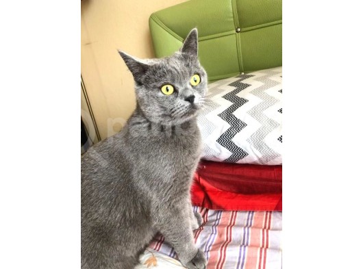 Müjgan Su Yuva Arıyor