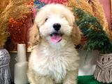 Muhteşem Kali̇tede Toy Poodle Yavrulari