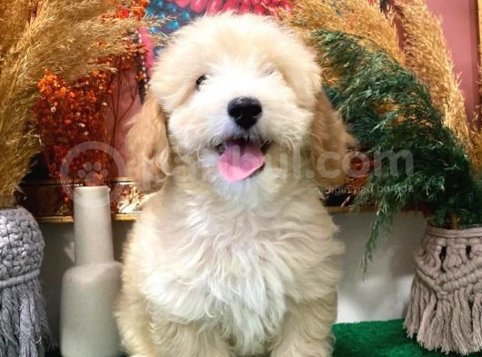 Muhteşem Kali̇tede Toy Poodle Yavrulari görsel