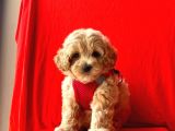 Dizayn Irk Sevimli Maltipoo Yavrular