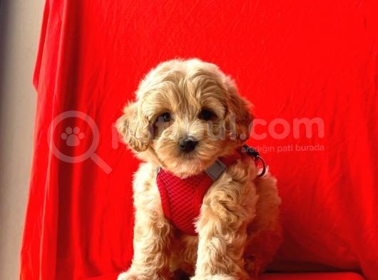 Dizayn Irk Sevimli Maltipoo Yavrular