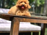 Sevimli Toy Poodle Yavrular