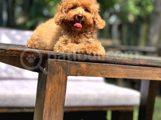 Sevimli Toy Poodle Yavrular görsel