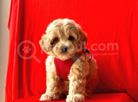 Dizayn Irk Sevimli Maltipoo Yavrular görsel