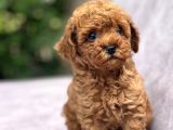 Toy Poodle Yavrular