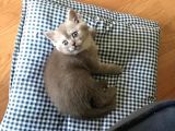 Özel Renk Britih Shorthair