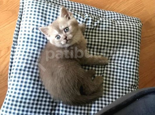 Özel Renk Britih Shorthair