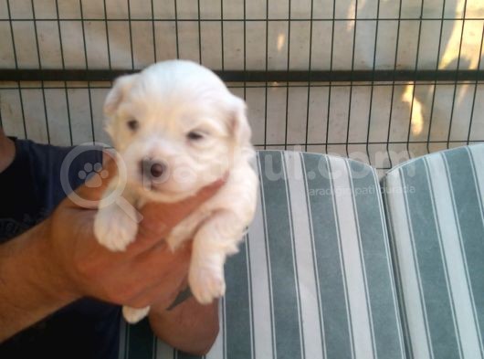 Sifir Numara Mükemmel Maltese Bebekler görsel