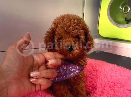 Safkan Toy Poodle Yavrularımız görsel