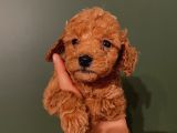 Ev Ortaminda Red Brown Poodle Yavrular