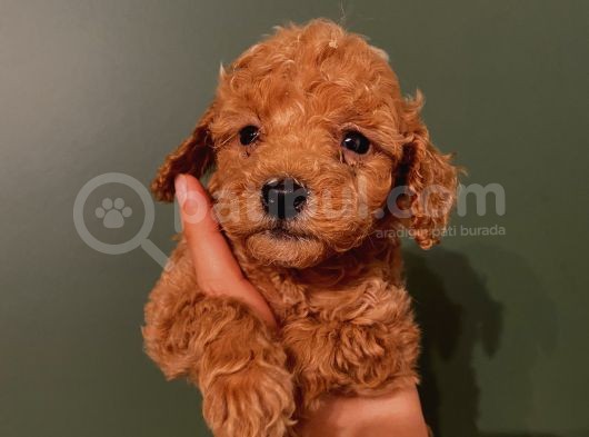 Ev Ortaminda Red Brown Poodle Yavrular görsel