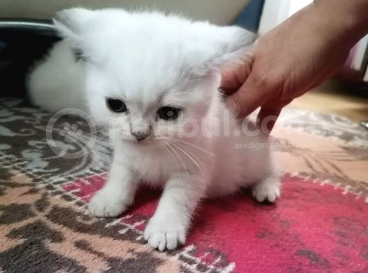 Brtish Yavru 2 Aylık görsel