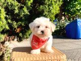 Mini Boy Maltese Sevimli Yavrular