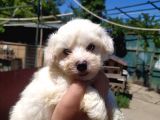 Sifir Numara Mükemmel Maltese Bebekler