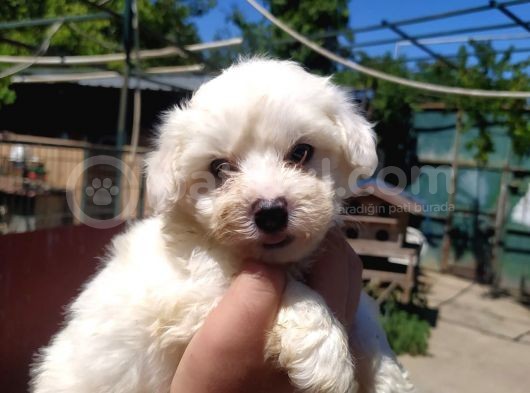 Sifir Numara Mükemmel Maltese Bebekler