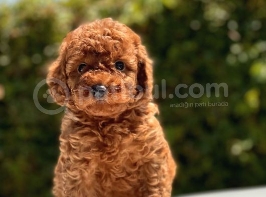 Safkan Toy Poodle Yavruları görsel