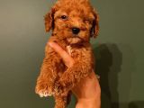Ev Ortaminda Red Brown Poodle Yavrular