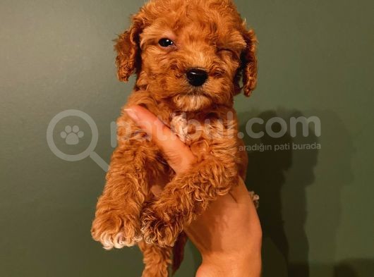 Ev Ortaminda Red Brown Poodle Yavrular görsel