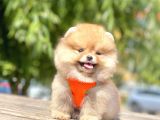 Teddy Face Pomeranian Boo Yavrularimiz