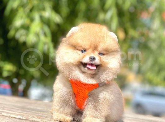 Teddy Face Pomeranian Boo Yavrularimiz görsel