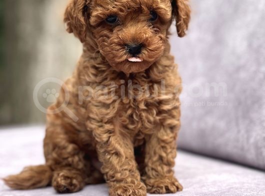 Toy Poodle Yavrular görsel