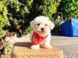 Mini Boy Maltese Sevimli Yavrular