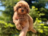Sağlik Garanti̇li̇ Toy Poodle Bebekler