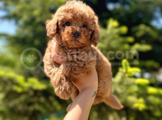 Sağlik Garanti̇li̇ Toy Poodle Bebekler görsel