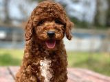 Ciftligimizden Irk Ve Saglik Garantili Poodle Bebekler