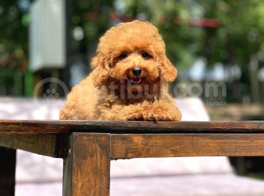 Sevimli Toy Poodle Yavrular görsel