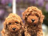 Türki̇yeni̇n En Güzel Toy Poodle Yavrulari