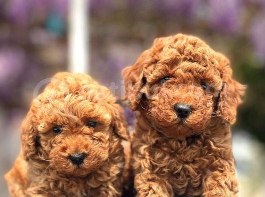 Türki̇yeni̇n En Güzel Toy Poodle Yavrulari görsel