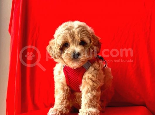 Dizayn Irk Sevimli Maltipoo Yavrular görsel