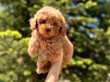 Sağlik Garanti̇li̇ Toy Poodle Bebekler