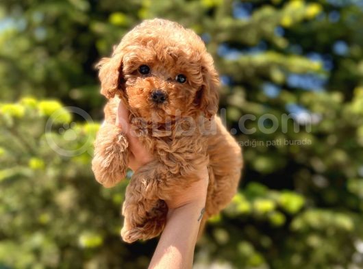 Sağlik Garanti̇li̇ Toy Poodle Bebekler