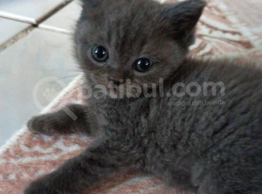 Brtish Yavru 2 Aylık görsel